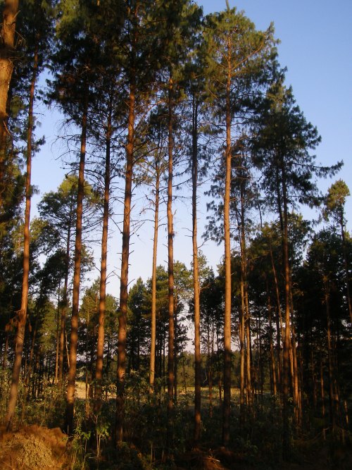 Midlands Forest